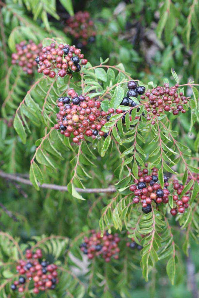              Fruit (Riverside, CA)       